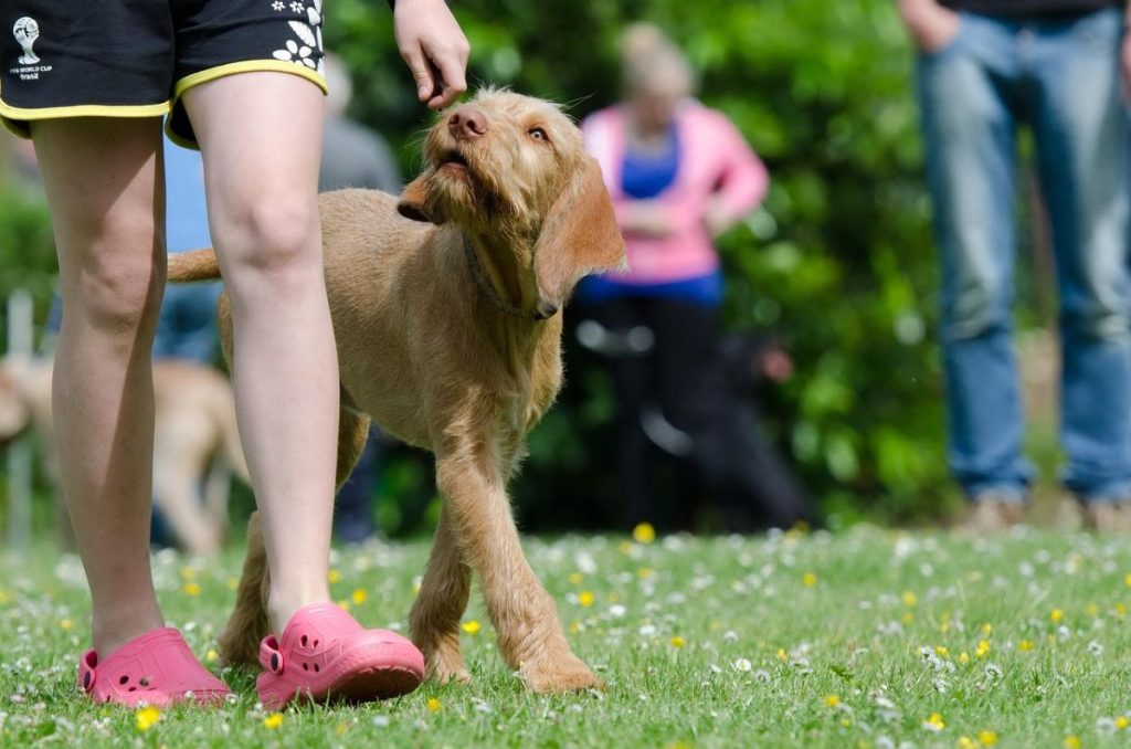 Can Fest México 2026: adopciones, atención veterinaria y una carrera para disfrutar con tu perro en CDMX