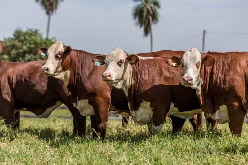 México abre su mercado a la carne bovina de Paraguay