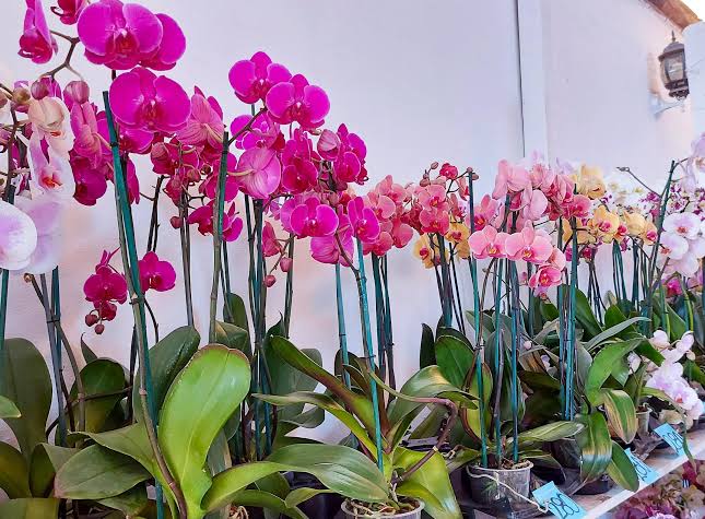Orquídeas, talleres y flores: así será el evento gratuito en San Ángel este fin de semana